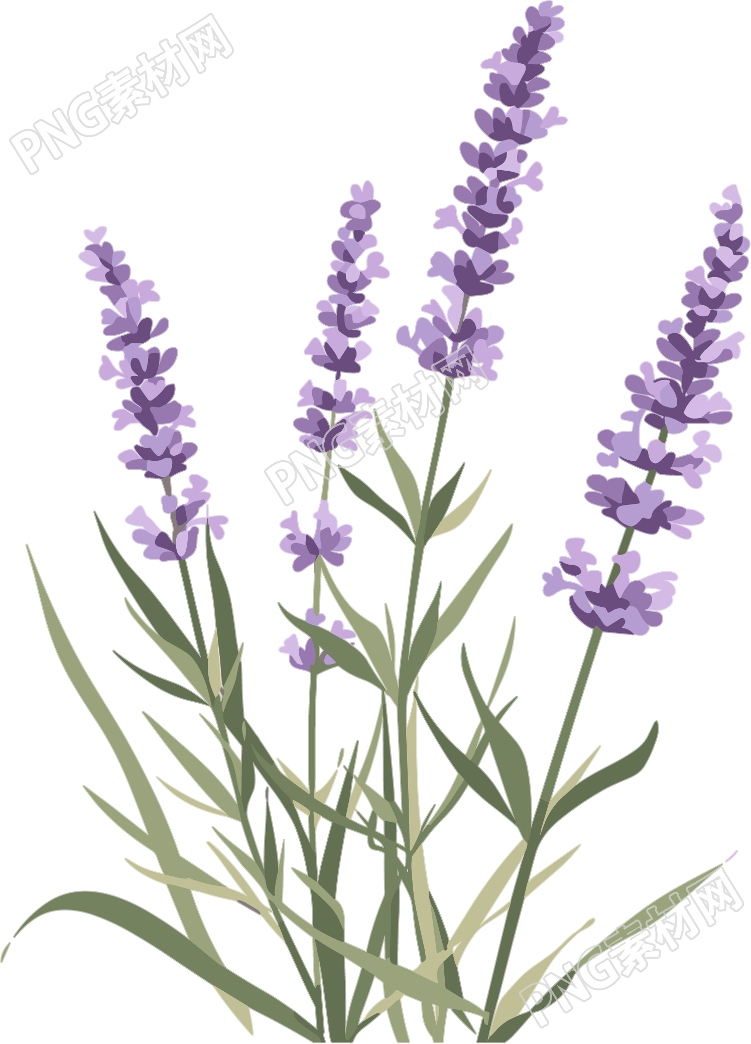 薰衣草插画素材