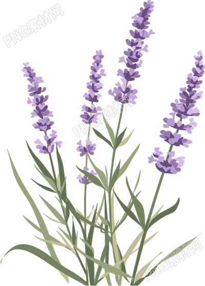 薰衣草插画素材