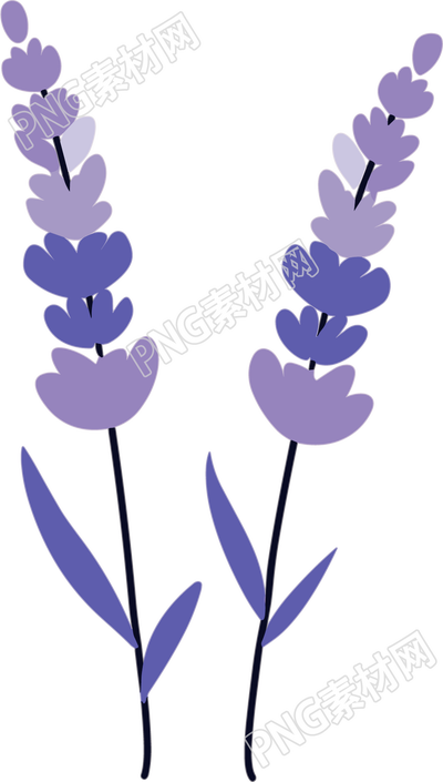薰衣草插画设计元素