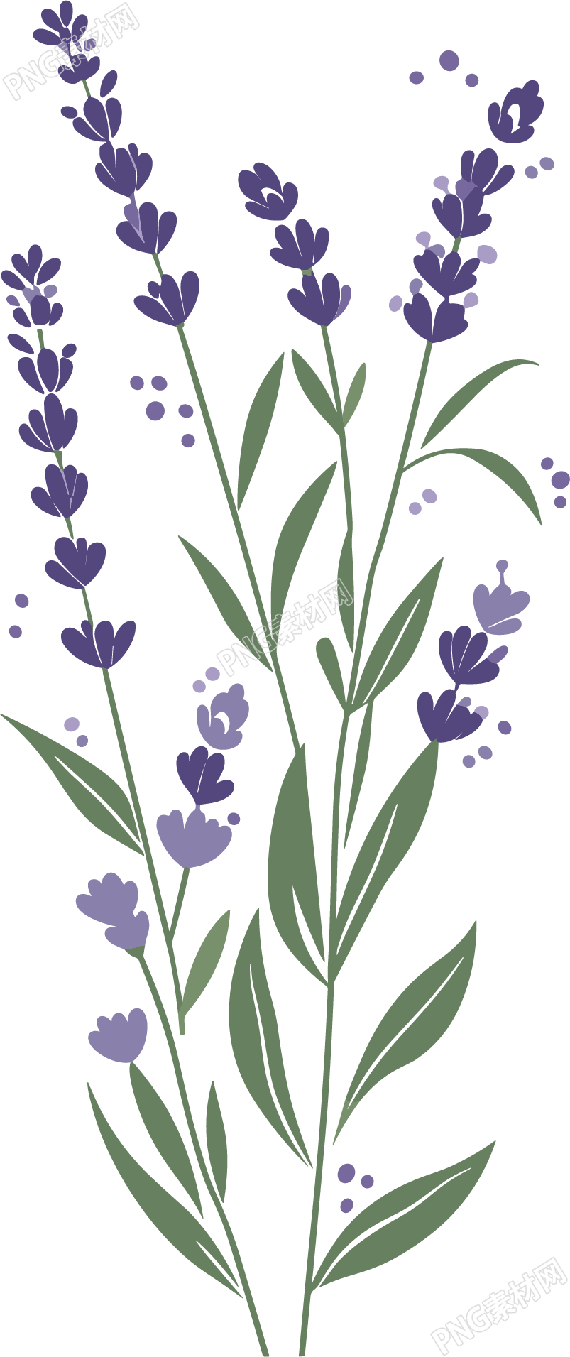 薰衣草向量插画