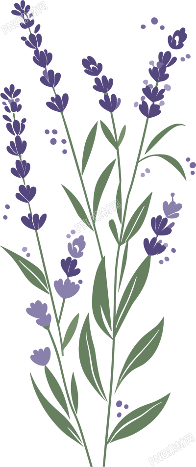 薰衣草向量插画