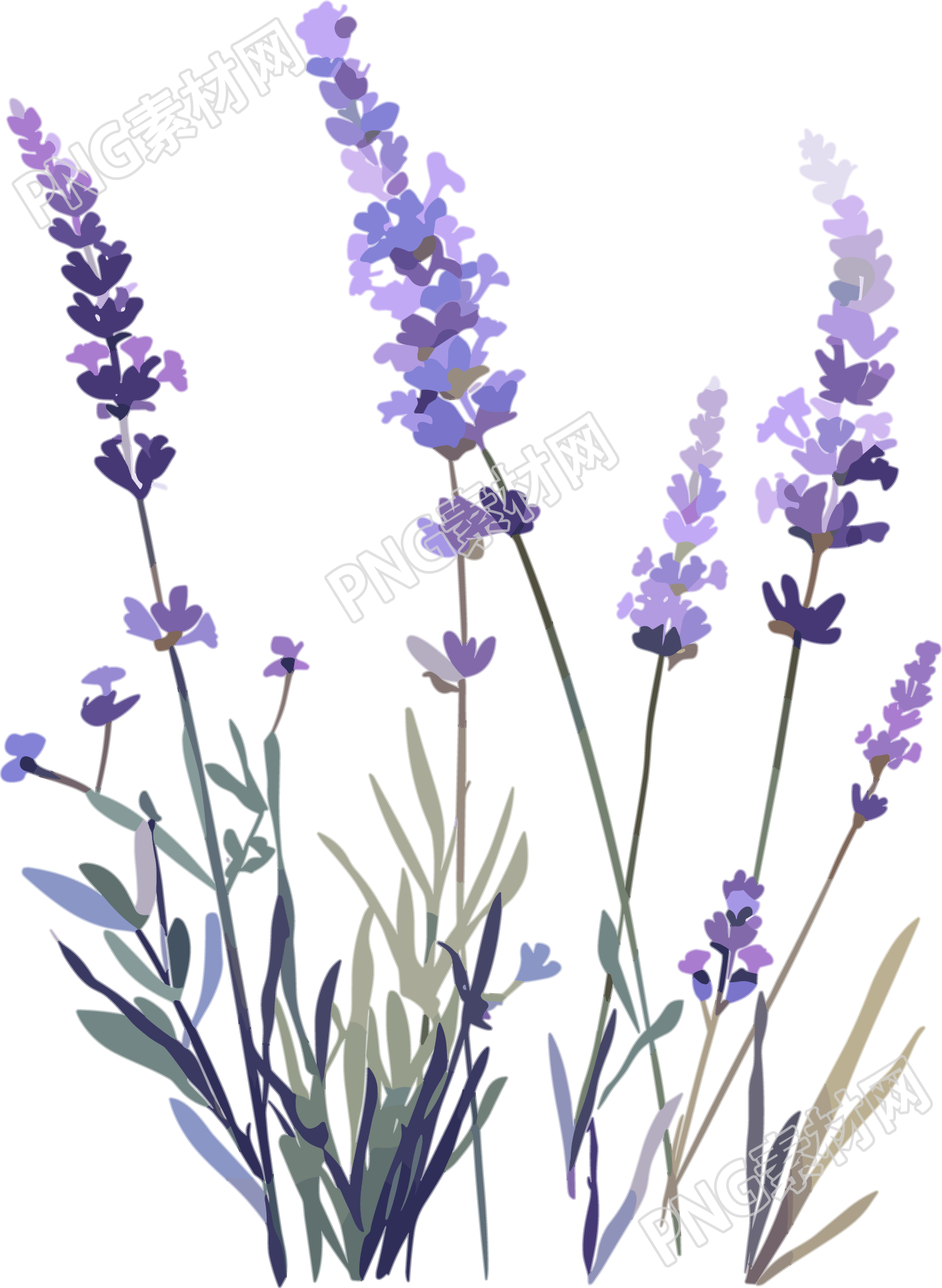 薰衣草矢量素材