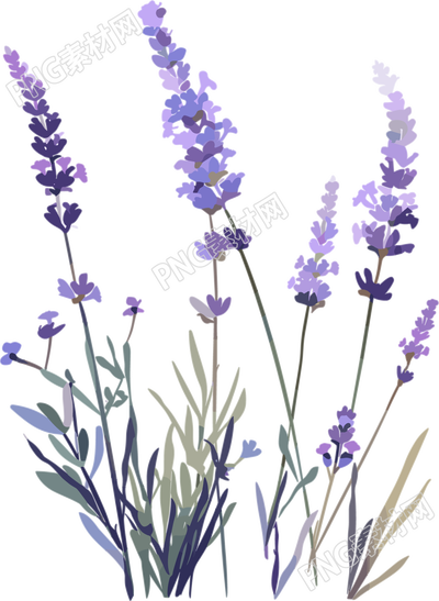 薰衣草矢量素材