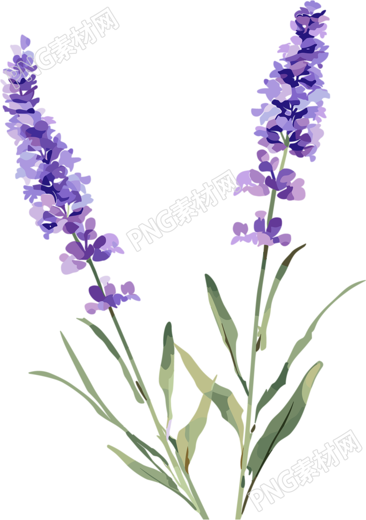 薰衣草可爱插图