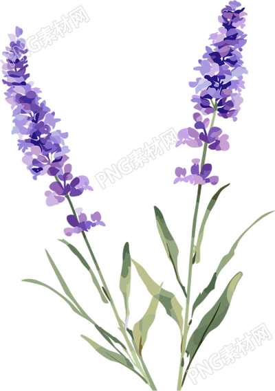 薰衣草可爱插图