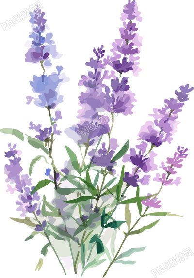 薰衣草水彩风插画