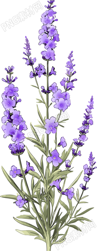薰衣草卡通插图
