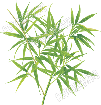 竹叶透明背景插画