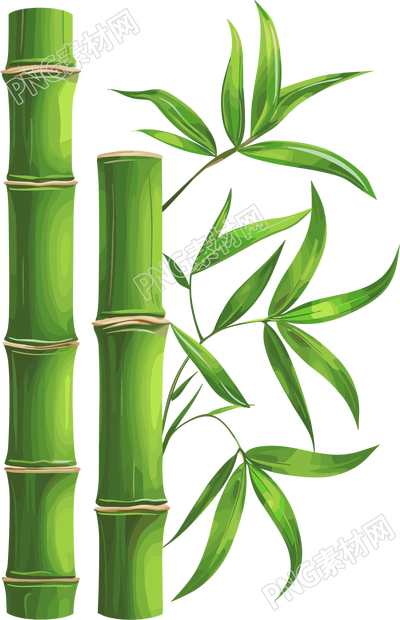 竹子透明背景插图