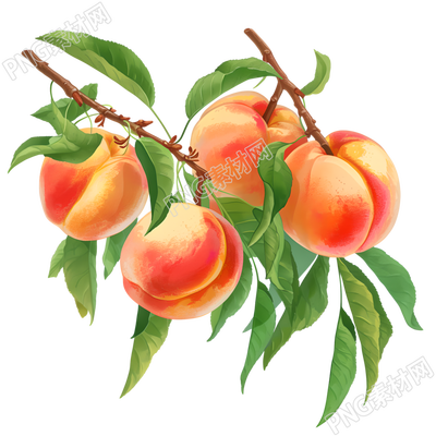桃子矢量插图