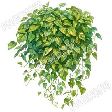绿萝盆栽彩铅插画