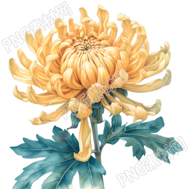 黄色菊花彩铅插图