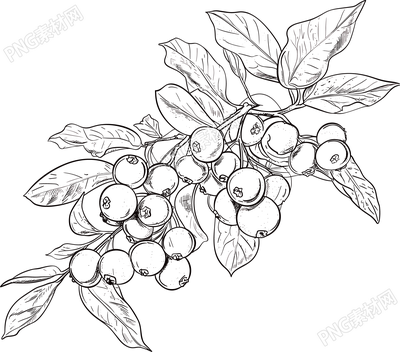 山楂素描商用插图