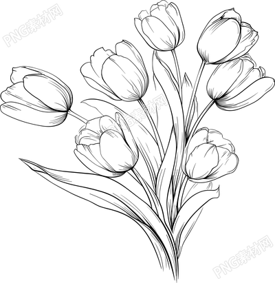 郁金香素描元素