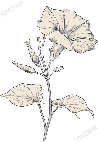 牵牛花素描矢量插画