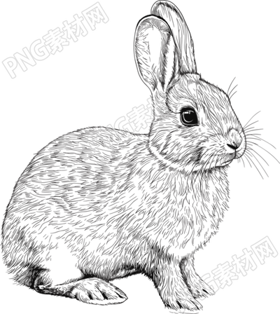 小白兔素描插画素材