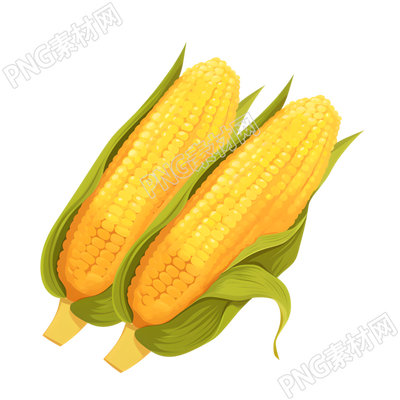 黄色玉米插图