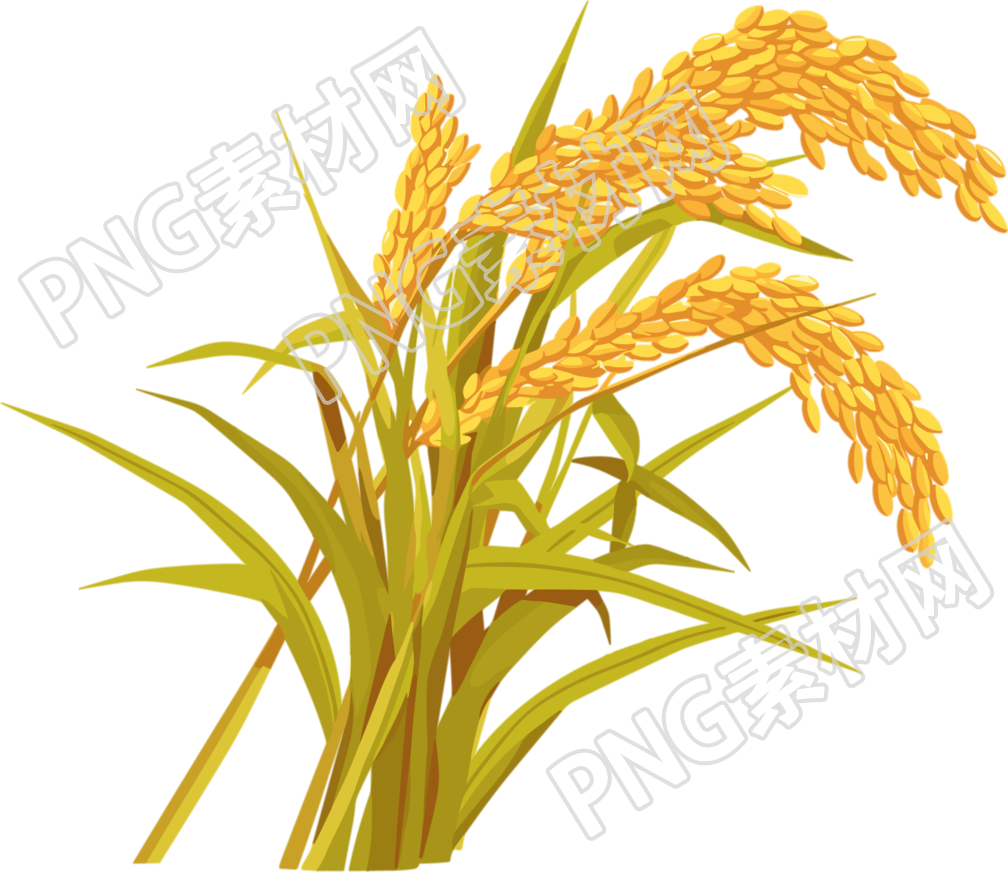 水稻高清插画