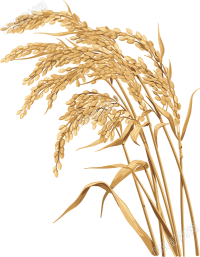 水稻插画设计元素