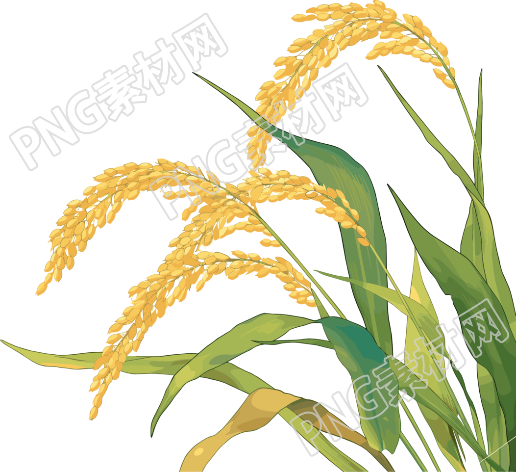 水稻矢量插图