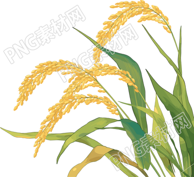 水稻矢量插图