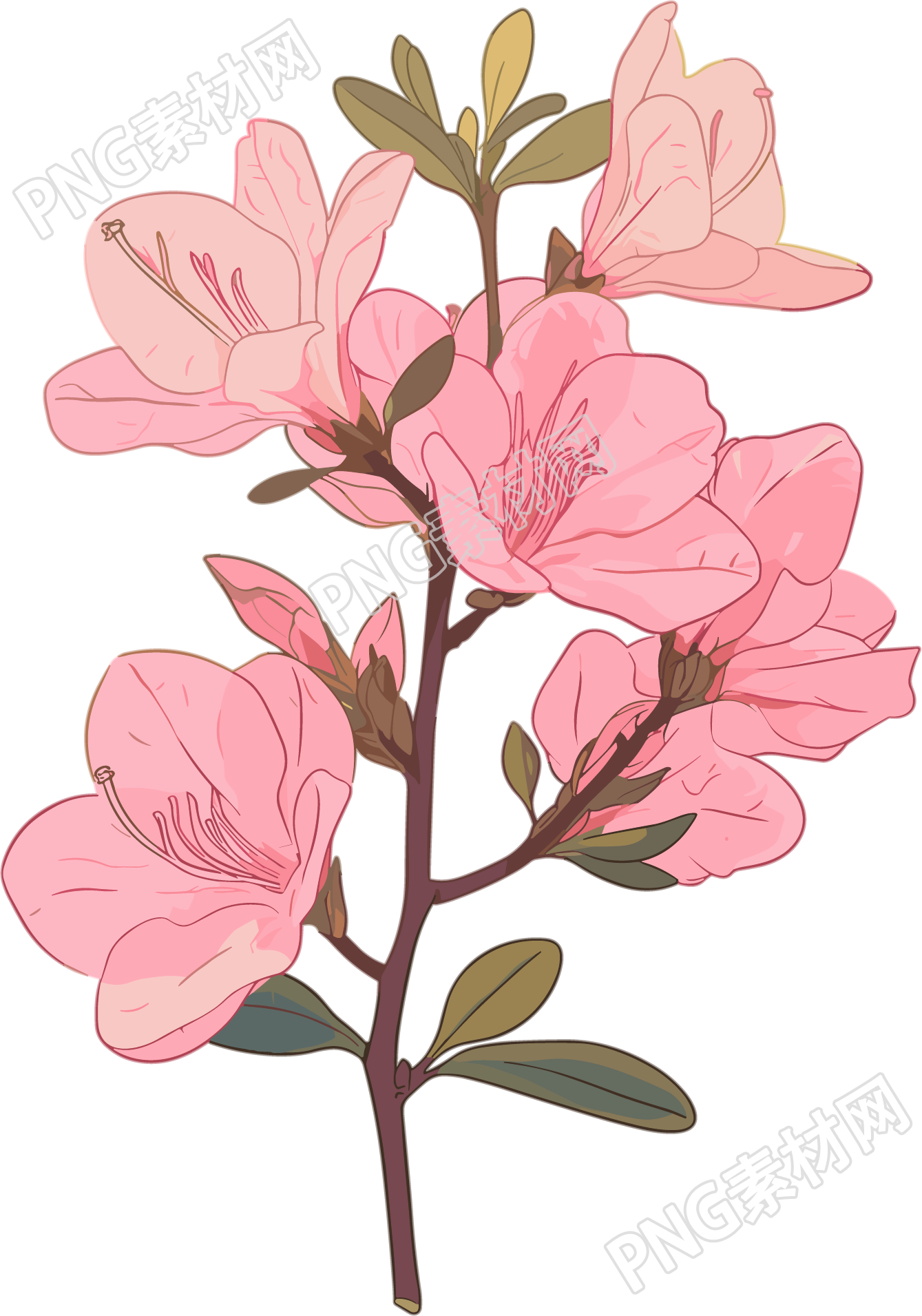 粉色紫荆花PNG素材