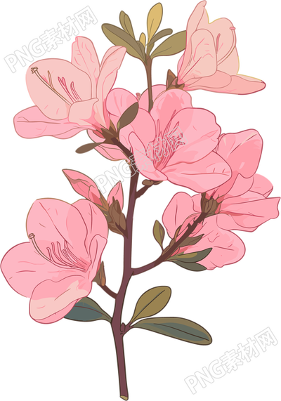 粉色紫荆花PNG素材