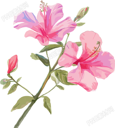 紫荆花插画设计素材