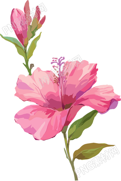 紫荆花透明背景插图
