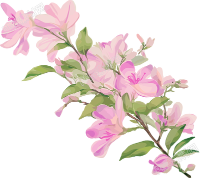 紫荆花PNG插画