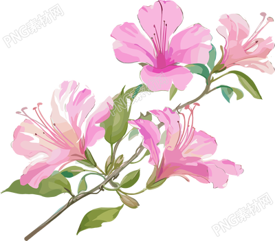紫荆花水彩插图
