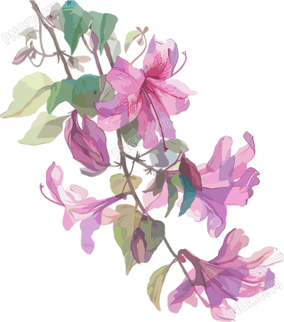 紫荆花高清素材