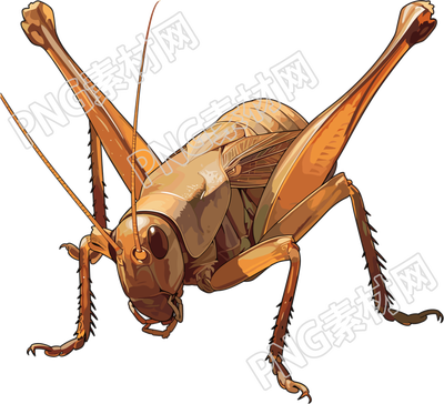 蟋蟀高清插图