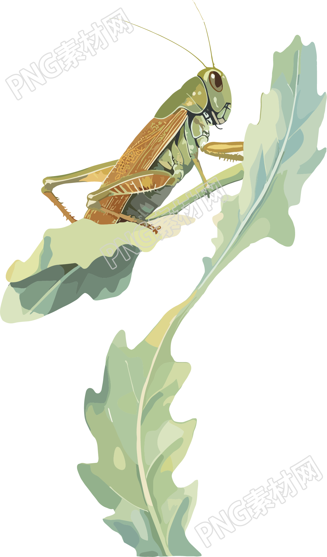 蟋蟀插画设计元素