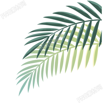 椰子树叶夏日清新插画