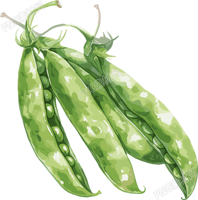 扁豆插畫素材