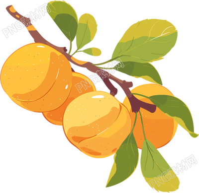 杏子PNG水果插圖