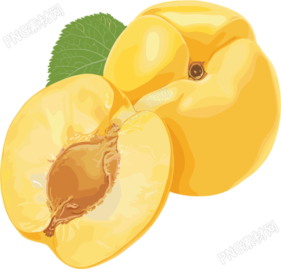 杏子矢量插畫