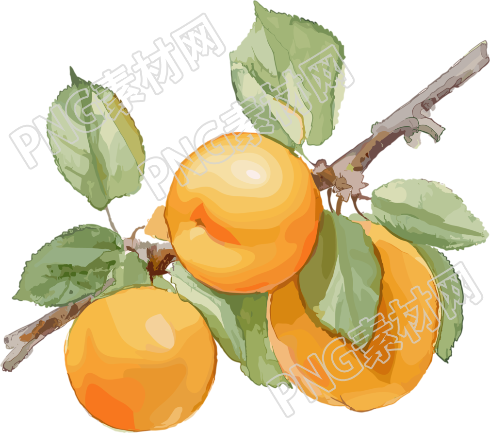 杏子透明背景插图