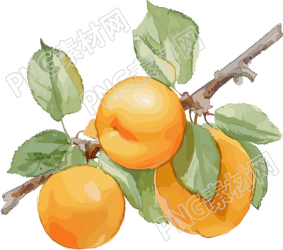 杏子透明背景插圖