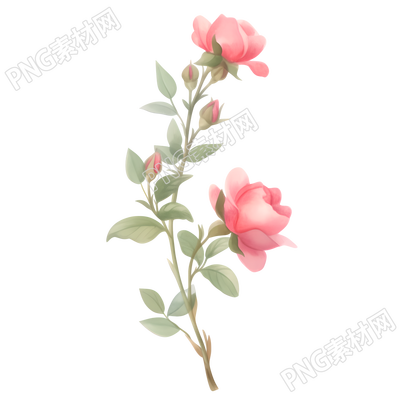 水彩植物玫瑰花唯美插图