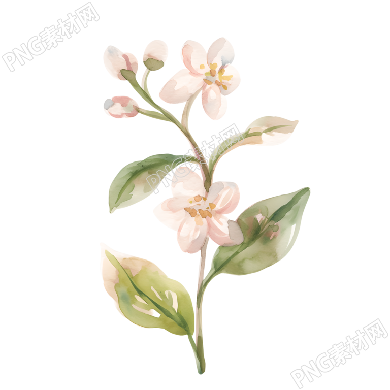 水彩植物装饰小花插画