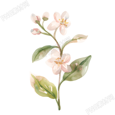 水彩植物装饰小花插画