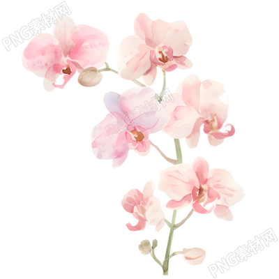 水彩植物兰花素材