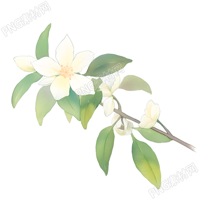 水彩植物小白花插画