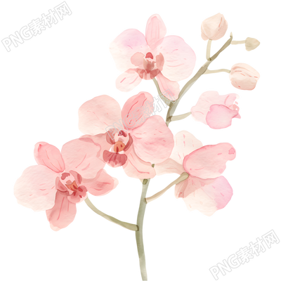 水彩植物兰花插画