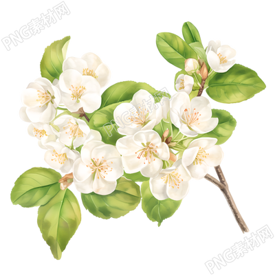 水彩植物樱花插图