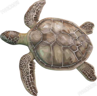 海龟珍稀动物插图
