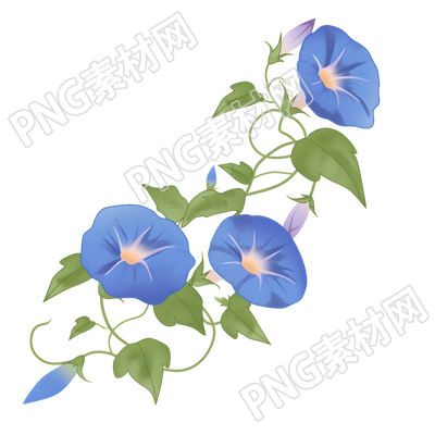 牵牛花矢量插画