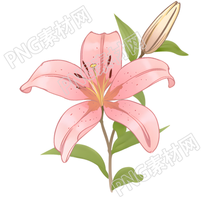 百合花插画设计